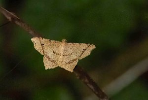 Geometric Moth