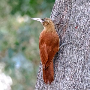 Great rufous Woodcreeper