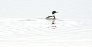 Red-breasted merganser