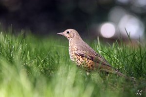 Mistle thrush (Central Asian subspecies)