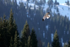 Hen harrier