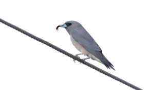 Ashy woodswallow