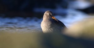 Purple sandpiper