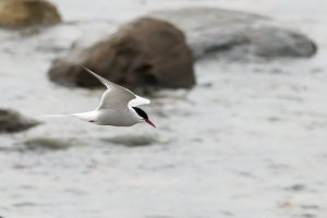 Arctic tern in flight