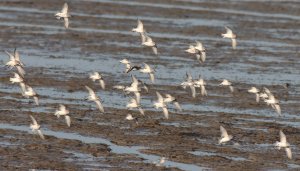 dunlins and little stints