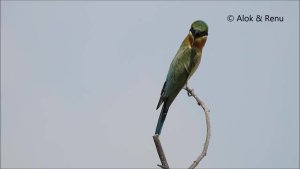 Blue-tailed Bee-eater : Amazing Wildlife of India by Renu Tewari and Alok Tewari
