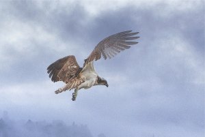 Osprey at Leighton moss