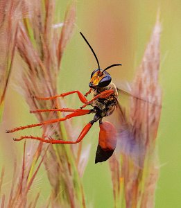 Great Golden Digger Wasp on Bushy Bluestem