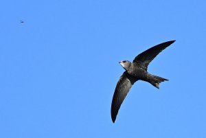 Pallid Swift