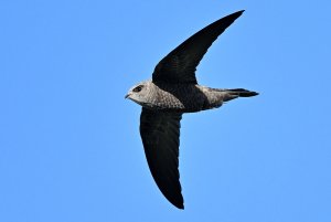 Pallid Swift