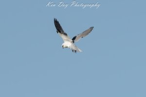 Black-shouldered Kite