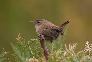 Eurasian Wren