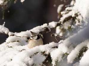 Crested tit