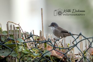 Sardinian Warbler