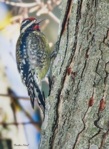 Yellow-bellied sapsucker