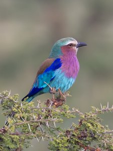 Lilac-breasted Roller