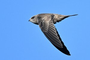 Pallid Swift