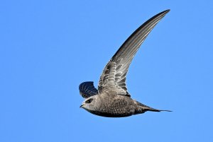 Pallid Swift