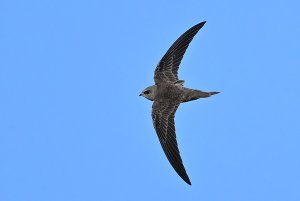 Pallid Swift