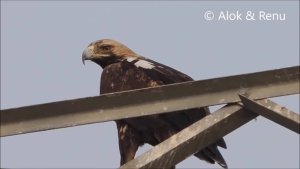 Raptor-199 : Eastern Imperial Eagle : Amazing Wildlife of India by Renu Tewari and Alok Tewari