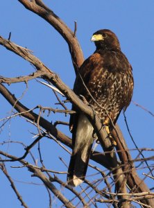 Harris's Hawk