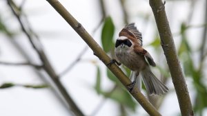 Eurasian Penduline Tit