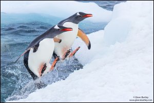 Gentoo Penguin - 2023-11-04 - 424.jpg