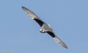 Black-winged Kite 黑翅鳶