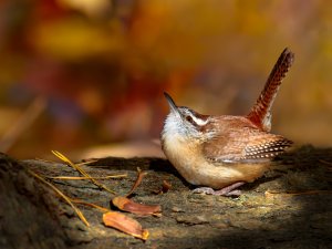 Carolina Wren Crouch 2