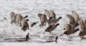 Keep on running....Eurasian coot