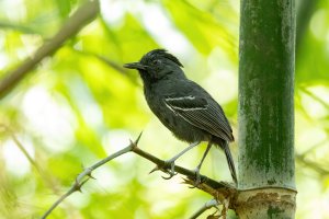 White-lined antbird (male)