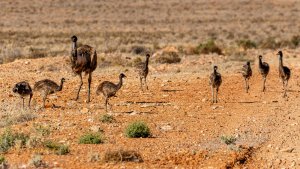 Emu family