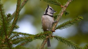 European Crested Tit