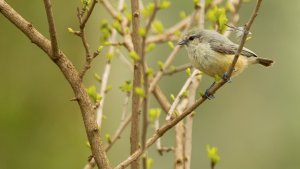 Grey Penduline Tit