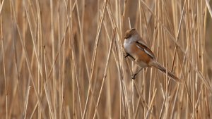 Bearded Reedling