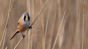 Bearded Reedling