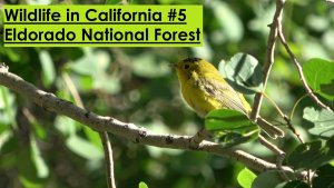 Video of Birds (,mammals & butterfly) of the Eldorado National Forest