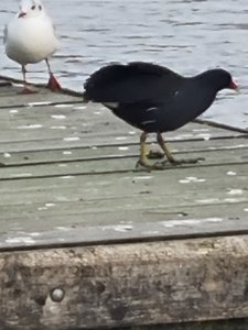 Moorhen IN Chester, Great Britain.