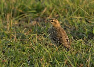 Paddyfield Pipit in the evening sun.