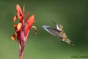 Ruby-throated Hummingbird