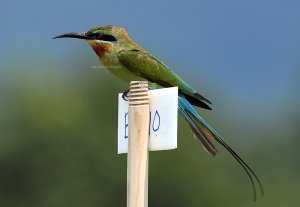 Blue-tailed Bee Eater at Penang, Malaysia