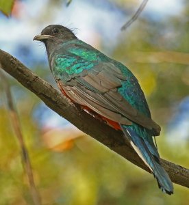 Eared Quetzal