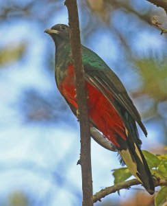 Eared Quetzal