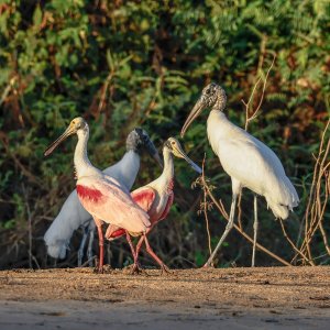 strutting at sun-up