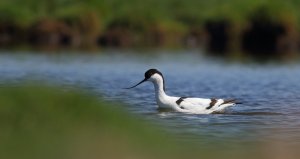 Pied avocet