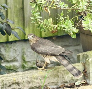 Sparrowhawk