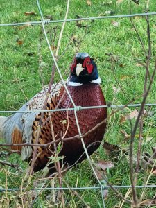 Pheasant In Llangollen.