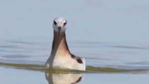 Ms. Phalarope Goes To M.I.T.