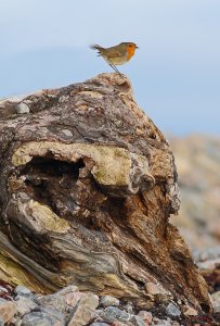 Flathead Robin