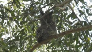 Raptor-201 : Dusky Eagle Owl : Amazing Wildlife of India by Renu Tewari and Alok Tewari